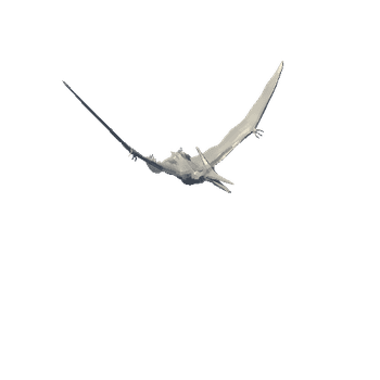 pteranodon_Damage Variant